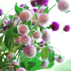 Downypaws - Graines de fleurs gomphrena globosa couleurs mélangées environ 200 grains * 5 sachets Online