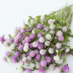 Downypaws - Graines de fleurs gomphrena globosa couleurs mélangées environ 200 grains * 5 sachets Online