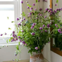Downypaws - Graines de fleurs gomphrena globosa couleurs mélangées environ 200 grains * 5 sachets Online