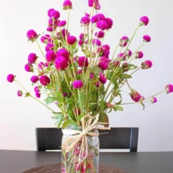 Downypaws - Graines de fleurs gomphrena globosa couleurs mélangées environ 200 grains * 5 sachets Online