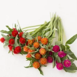 Downypaws - Graines de fleurs gomphrena globosa couleurs mélangées environ 200 grains * 5 sachets Online