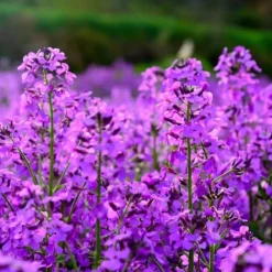 Downypaws - Graines de fleurs, graines de hesperis matronalis violettes, environ 500 graines par paquet, 5 paquets Online