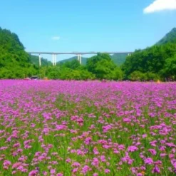 Downypaws - Graines de fleurs, graines de hesperis matronalis violettes, environ 500 graines par paquet, 5 paquets Online