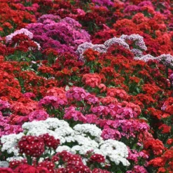 Downypaws - Graines de fleurs, graines de dianthus hybrides américains, environ 1000 graines par paquet, 5 paquets Online