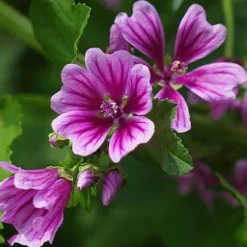Downypaws - Graines de fleurs, graines de mauve pourpre, environ 220 graines par paquet, 5 paquets Hot