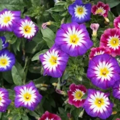 Downypaws - Graines de fleurs, graines de convolvulus tricolore mixte, 120 graines par paquet, 5 paquets Clearance