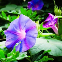 Downypaws Graines De Fleurs | - Graines de fleurs giroflée multicolores, environ 40 graines par paquet, 5 paquets