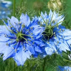 Downypaws Graines De Fleurs | - Graines de fleurs, graines de nigelle, environ 400 graines par paquet, 5 paquets