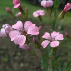 Downypaws Graines De Fleurs | - Graines de fleurs, graines de vaccarie rose, environ 150 graines par paquet, 5 paquets