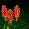Downypaws Graines De Fleurs | - Graines de fleurs, graines de tritome à fleurs rouge et jaune, environ 320 graines par paquet, 5 paquets