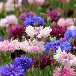 Downypaws Graines De Fleurs | - Graines de fleurs, graines de centaurea cyanus mélangées, environ 180 graines par paquet, 5 paquets