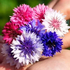 Downypaws Graines De Fleurs | - Graines de fleurs, graines de centaurea cyanus mélangées, environ 180 graines par paquet, 5 paquets