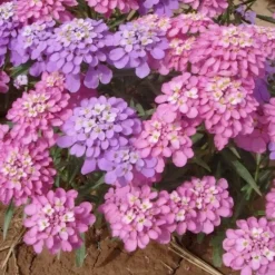 Downypaws - Graines de fleurs iberis umbellata couleurs mélangées environ 330 grains * 5 sachets Outlet