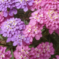 Downypaws - Graines de fleurs iberis umbellata couleurs mélangées environ 330 grains * 5 sachets Outlet