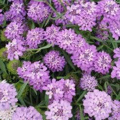 Downypaws - Graines de fleurs iberis umbellata couleurs mélangées environ 330 grains * 5 sachets Outlet