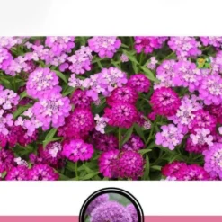 Downypaws - Graines de fleurs iberis umbellata couleurs mélangées environ 330 grains * 5 sachets Outlet