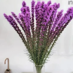 Downypaws Graines De Fleurs | - Graines de fleurs liatris spicata rose environ 257 grains * 5 sachets