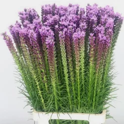 Downypaws Graines De Fleurs | - Graines de fleurs liatris spicata rose environ 257 grains * 5 sachets