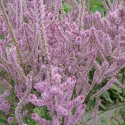 Downypaws Graines De Fleurs | - Graines de fleurs limonium sinuatum rose environ 1100 grains * 5 sachets