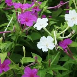 Downypaws Graines De Fleurs | - Graines de fleurs mirabilis jalapa couleurs mélangées environ 10 grains * 5 sachets