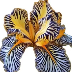 Downypaws - Graines de fleurs orchidée à rayures jaune 100 grains * 5 sachets