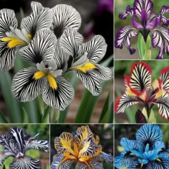 Downypaws Graines De Fleurs | - Graines de fleurs oenothera biennis 3500 grains * 5 sachets