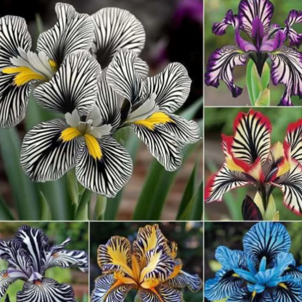 Downypaws - Graines de fleurs orchidée à rayures couleurs mélangées pour potager Online