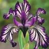 Downypaws Graines De Fleurs | - Graines de fleurs orchidée à rayures violet 100 grains * 5 sachets