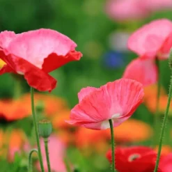 Downypaws - Graines de fleurs papaver rhoeas couleurs mélangées environ 5000 grains * 5 sachets Clearance
