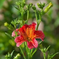 Downypaws - Graines de fleurs salpiglossis sinuata couleurs mélangées environ 4500 grains * 5 sachets Clearance