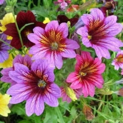 Downypaws - Graines de fleurs salpiglossis sinuata couleurs mélangées environ 4500 grains * 5 sachets Clearance