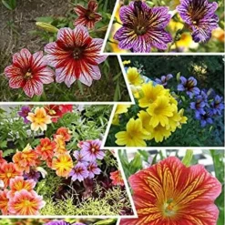 Downypaws - Graines de fleurs salpiglossis sinuata couleurs mélangées environ 4500 grains * 5 sachets Clearance