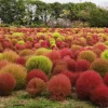 Downypaws Graines De Fleurs | - Graines de kochia scoparia trichophylla à deux couleurs environ 1000 graines par paquet, 5 paquets