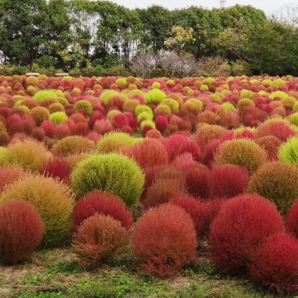 Downypaws Graines De Fleurs | - Graines de kochia scoparia trichophylla à deux couleurs environ 1000 graines par paquet, 5 paquets