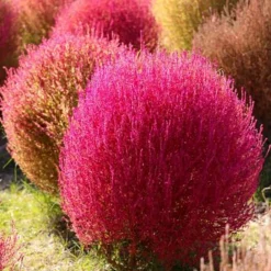 Downypaws Graines De Fleurs | - Graines de kochia scoparia trichophylla à deux couleurs environ 1000 graines par paquet, 5 paquets