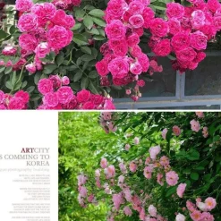 Downypaws - Graines de rosier grimpant rouge (100 comprimés) Discount