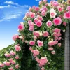 Downypaws - Graines de rosier grimpant rose (100 comprimés) Clearance