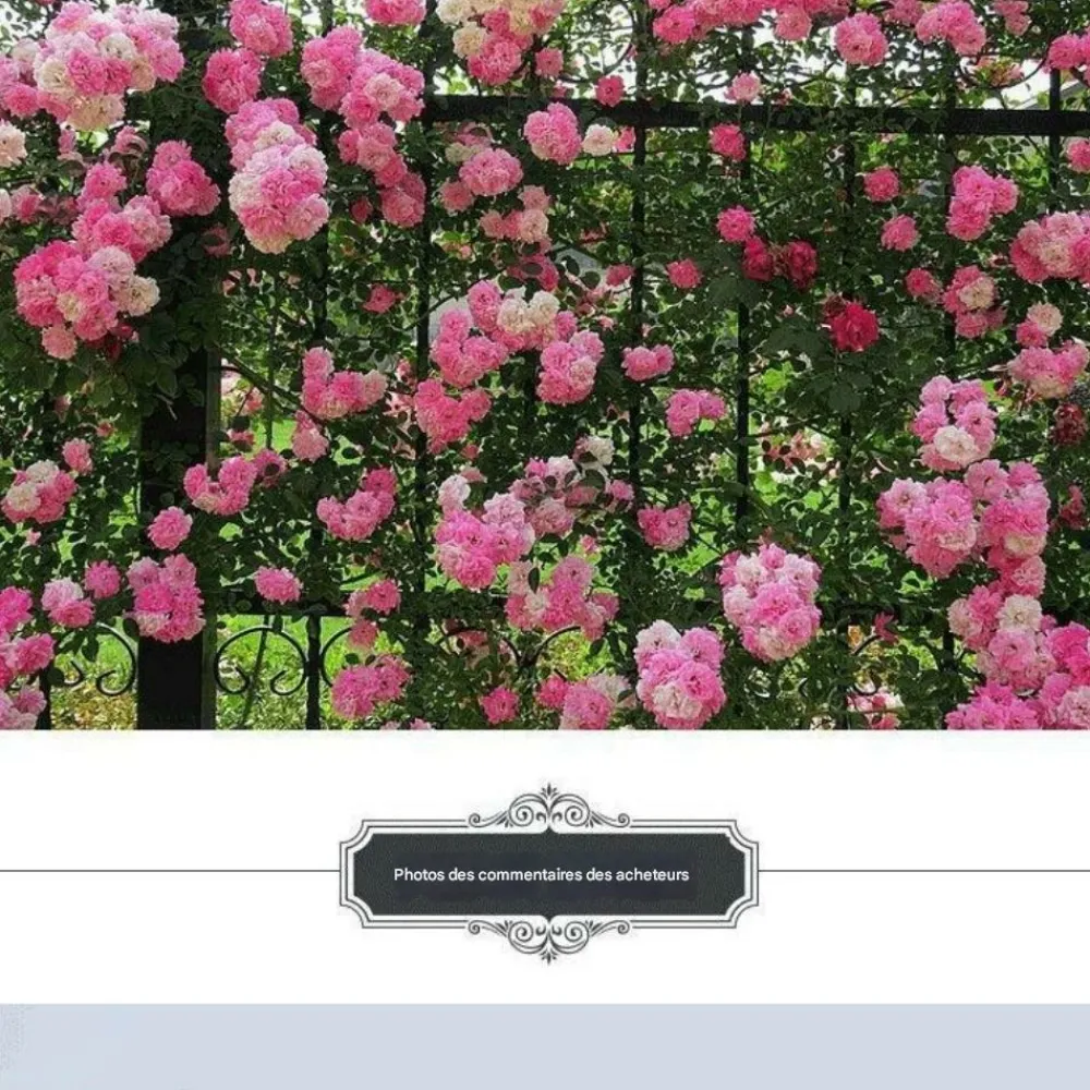 Downypaws - Graines de rosier grimpant rose (100 comprimés) Clearance