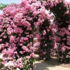 Downypaws - Graines de rosier grimpant angela (100 comprimés) Discount