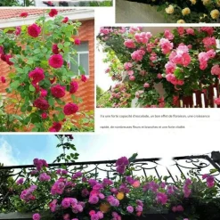 Downypaws - Graines de rosier grimpant da vinci (100 comprimés) Sale