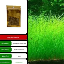 Downypaws Plantes Et Décoration | - Graines d'herbe aquatique eleocharis parvula