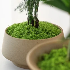 Downypaws - Mousse artificielle à grains fins pour gazon en pot 100 g vert foncé Online
