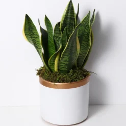 Downypaws Plantes Artificielles | - Mousse sèche naturelle de qualité supérieure 100g