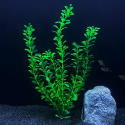 Downypaws - 5 ornements de plantes aquatiques artificielles pour aquarium de 30 cm Clearance