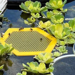 Downypaws Apiculture | - Plateau d'eau pour insectes - ruche avec bordure solide flottant jaune