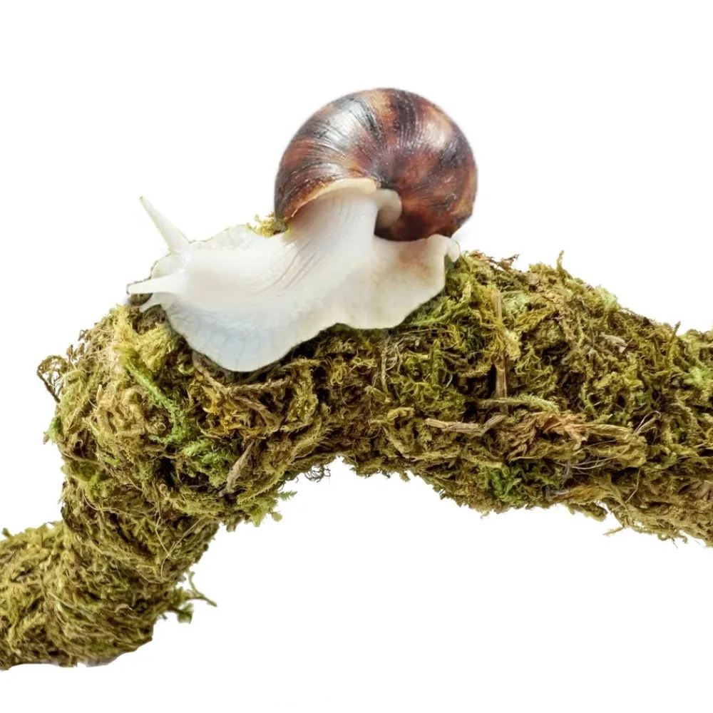 Downypaws Terrariums, Vivariums Et Accessoires | - Poteau d'escalade en mousse 60 cm pour animaux de compagnie