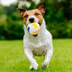 Dtopbuyage - Balles grincantes indestructibles pour chien mâcheur Discount