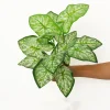 Dtopbuyage - Décoration pour mur de plantes artificielles - feuille à 12 têtes -