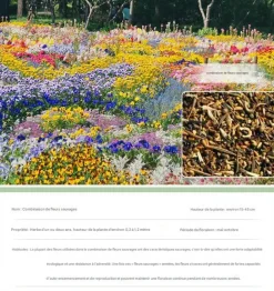 Dtopbuyage - - graines de fleurs sauvages 200 capsules Best
