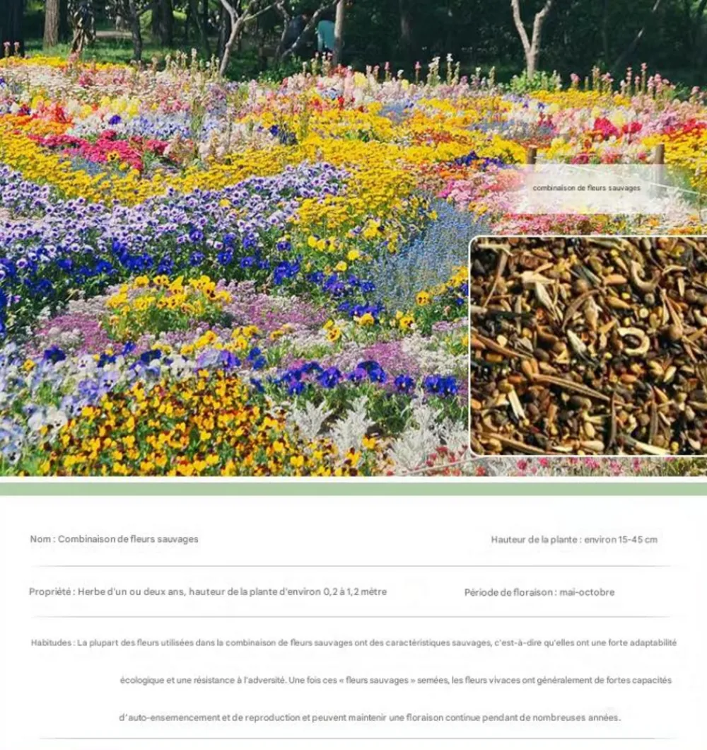Dtopbuyage - - graines de fleurs sauvages 200 capsules Best